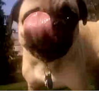 Lick! Lick! Lick!